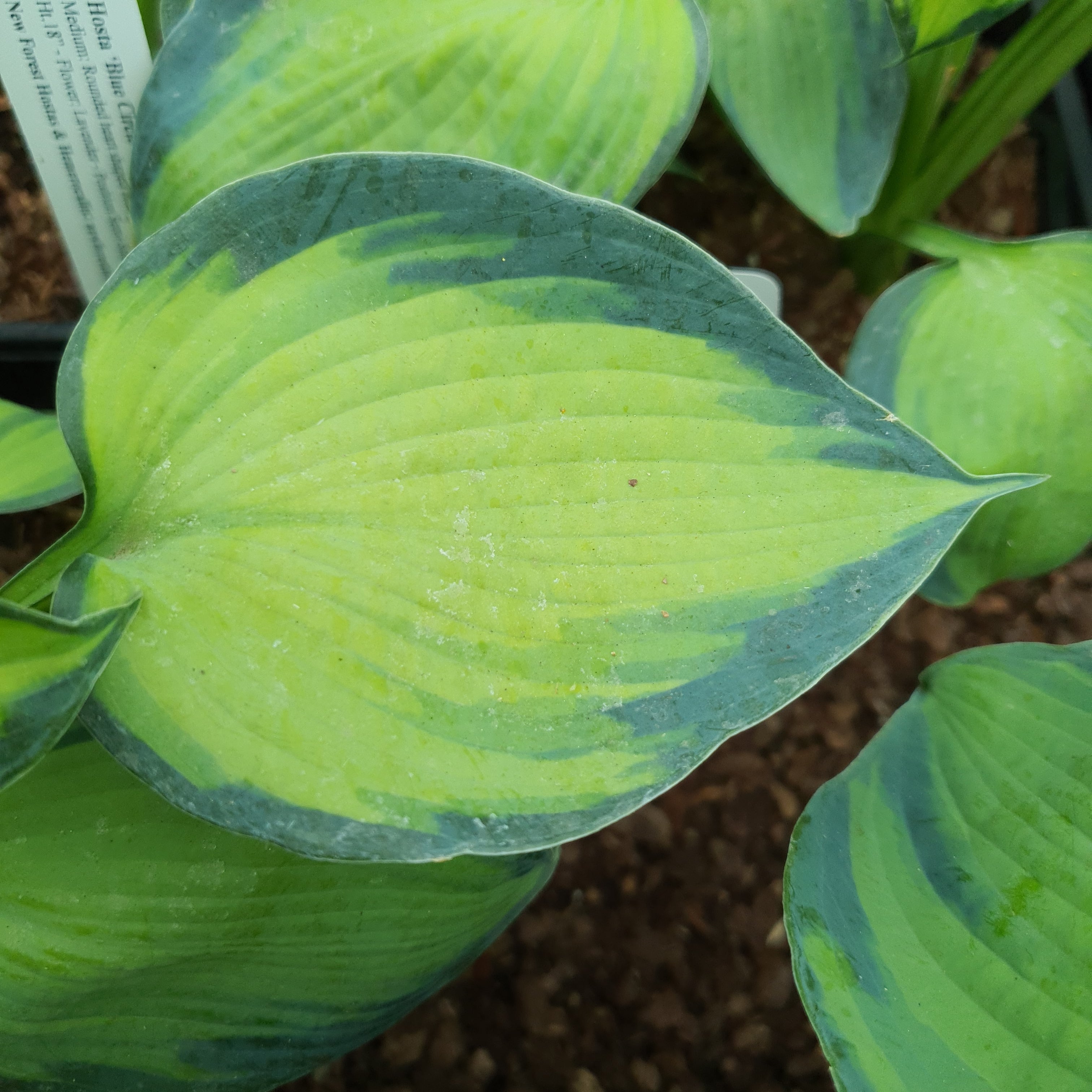 Hosta 'Bright Lights' - New Forest Hostas & Hemerocallis