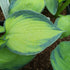 Hosta 'Bright Lights' - New Forest Hostas & Hemerocallis