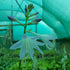 Hosta 'Tea at Betty's' - New Forest Hostas & Hemerocallis