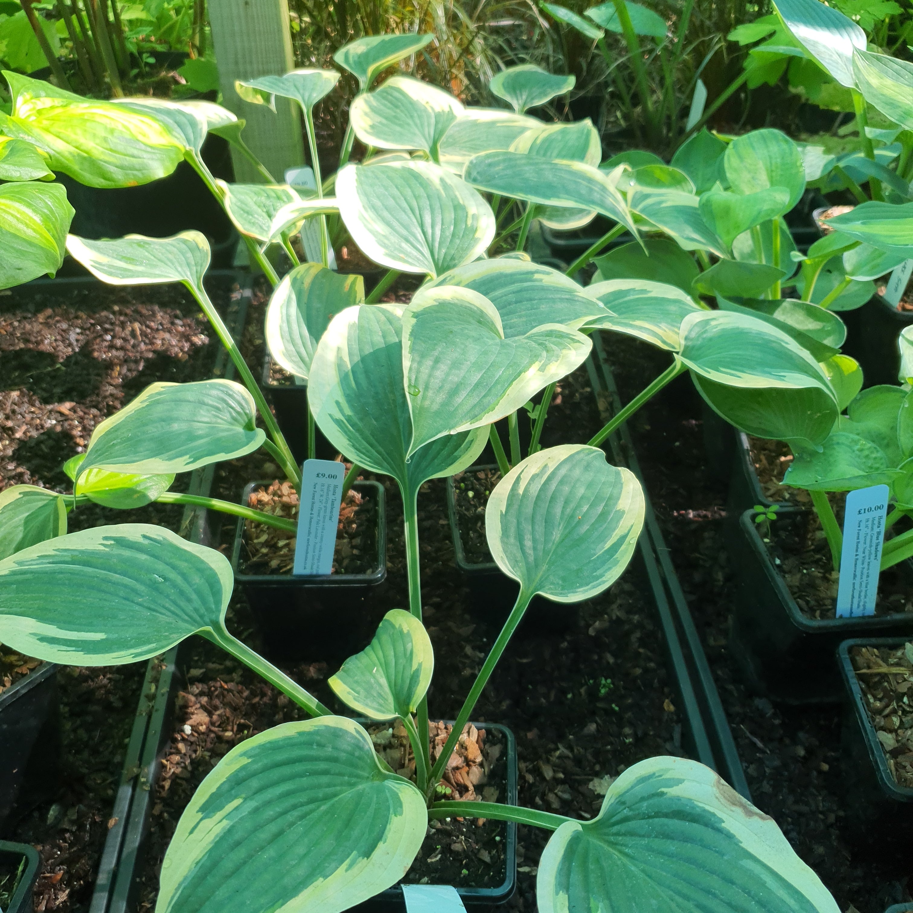 Hosta 'Tambourine' - New Forest Hostas & Hemerocallis