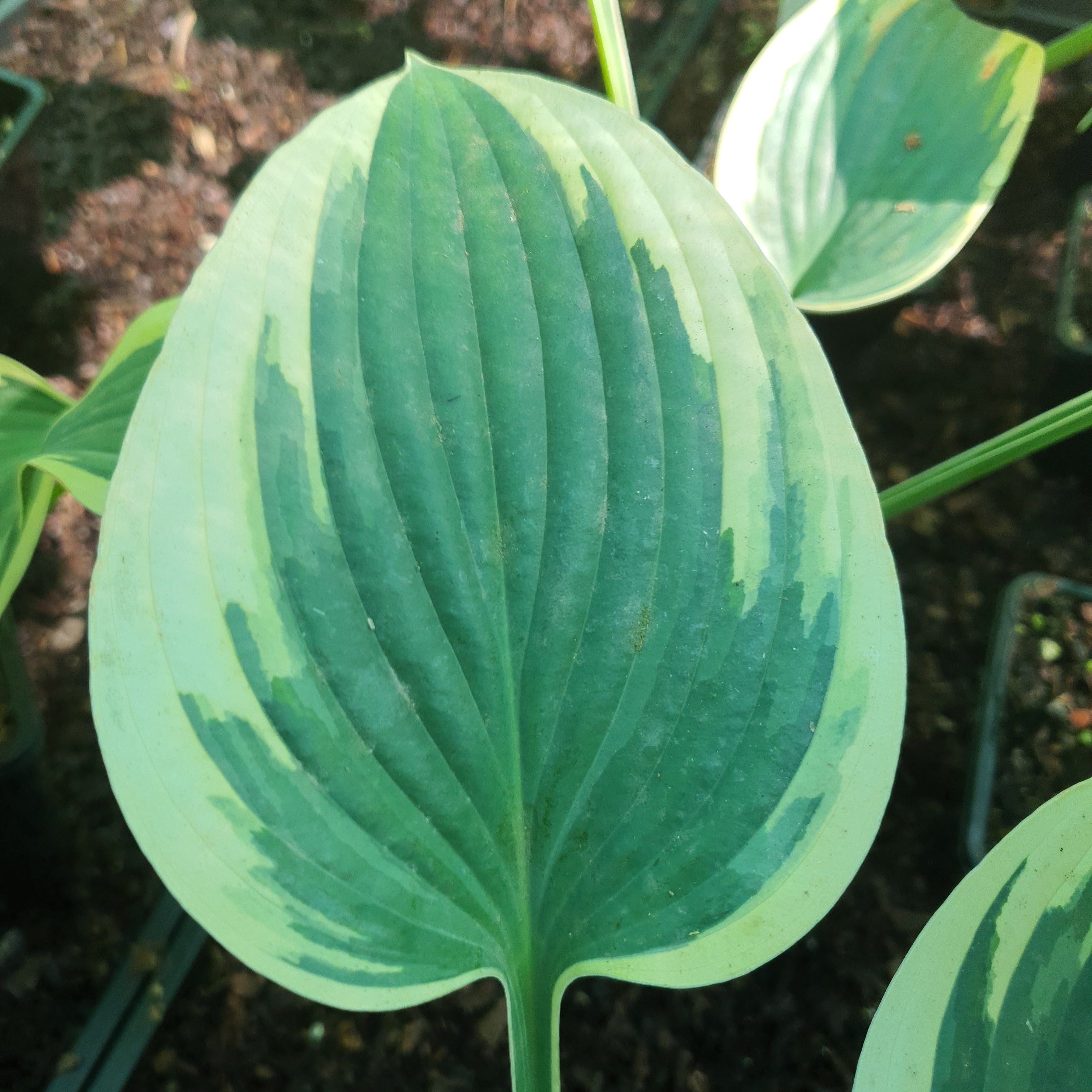 Hosta 'Tambourine' - New Forest Hostas & Hemerocallis