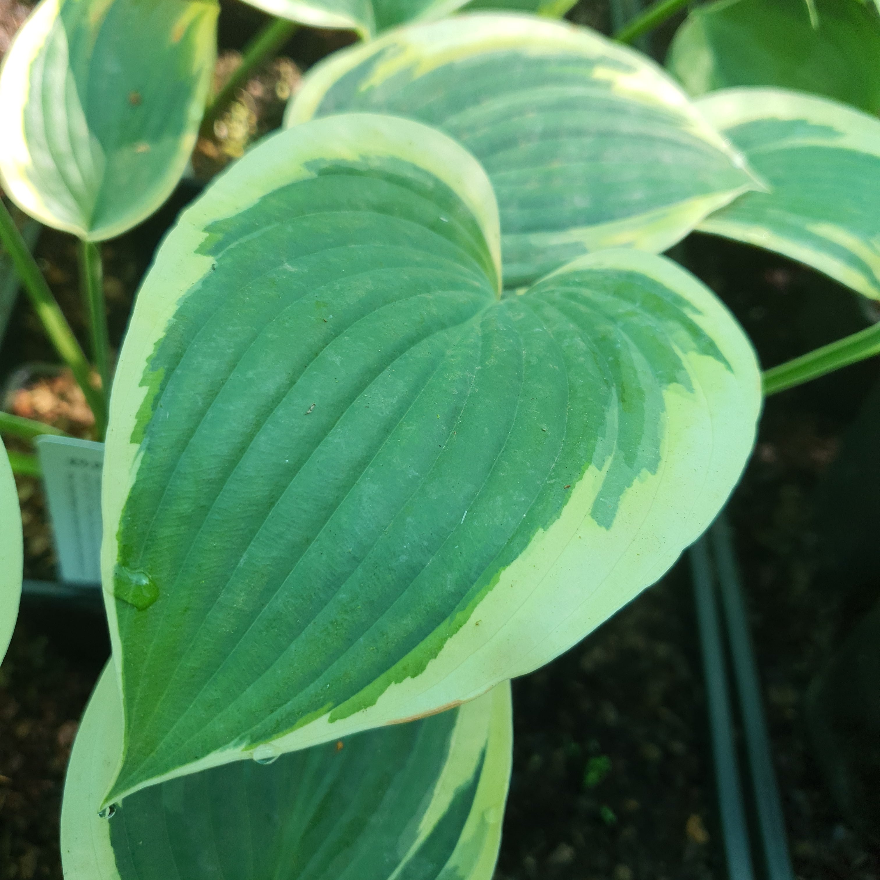 Hosta 'Tambourine' - New Forest Hostas & Hemerocallis