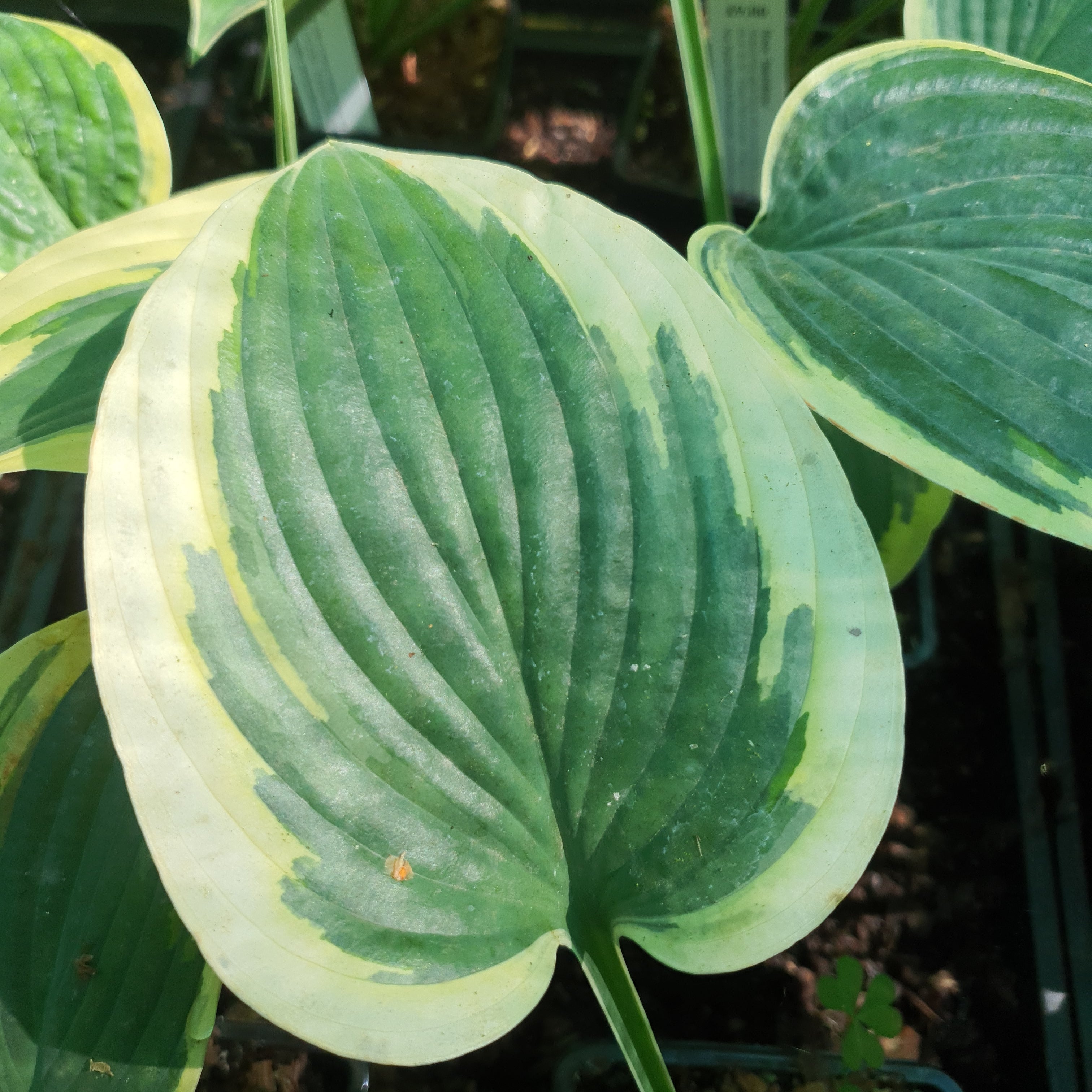 Hosta 'Tambourine' - New Forest Hostas & Hemerocallis