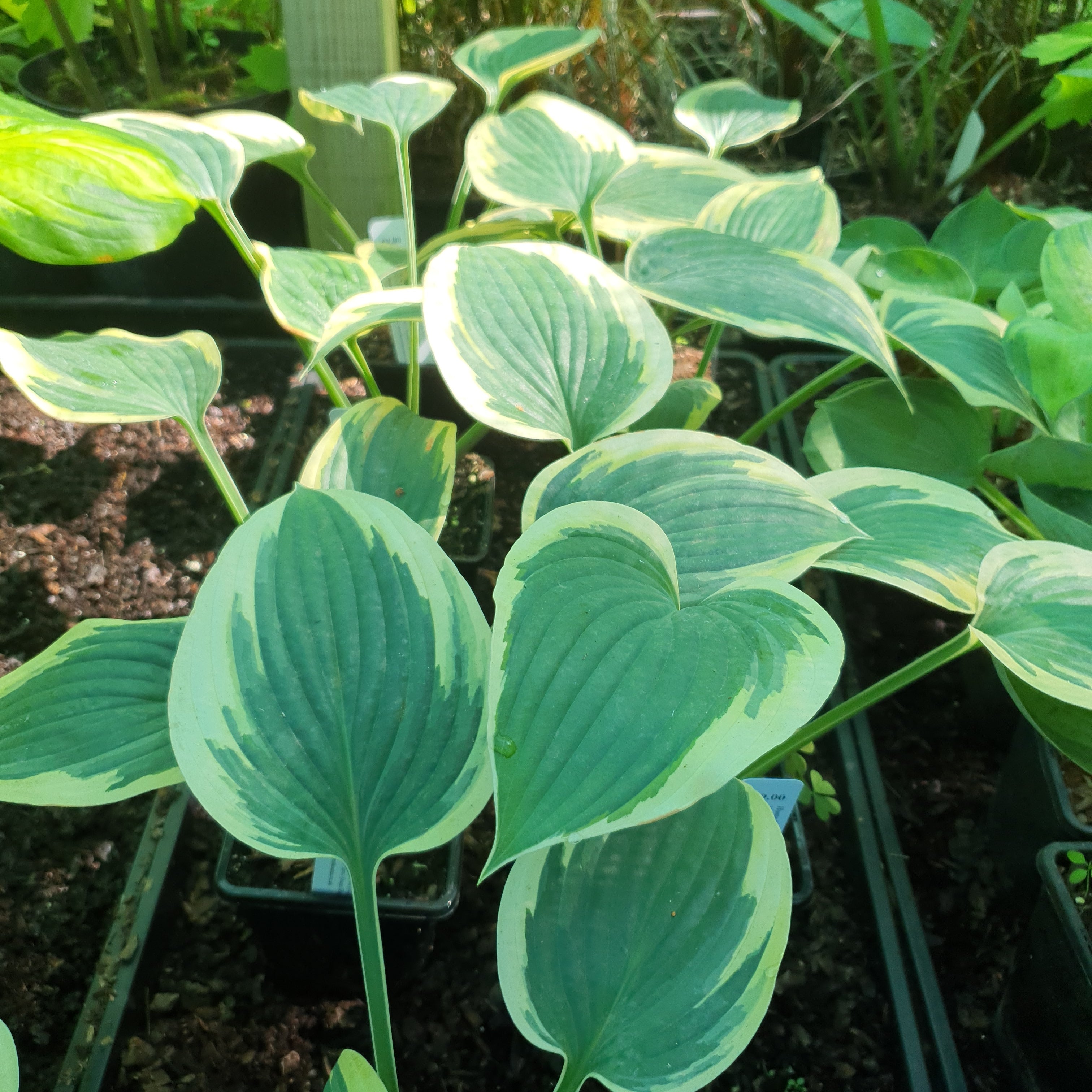 Hosta 'Tambourine' - New Forest Hostas & Hemerocallis