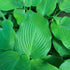 Hosta 'Devon Blue' - New Forest Hostas & Hemerocallis