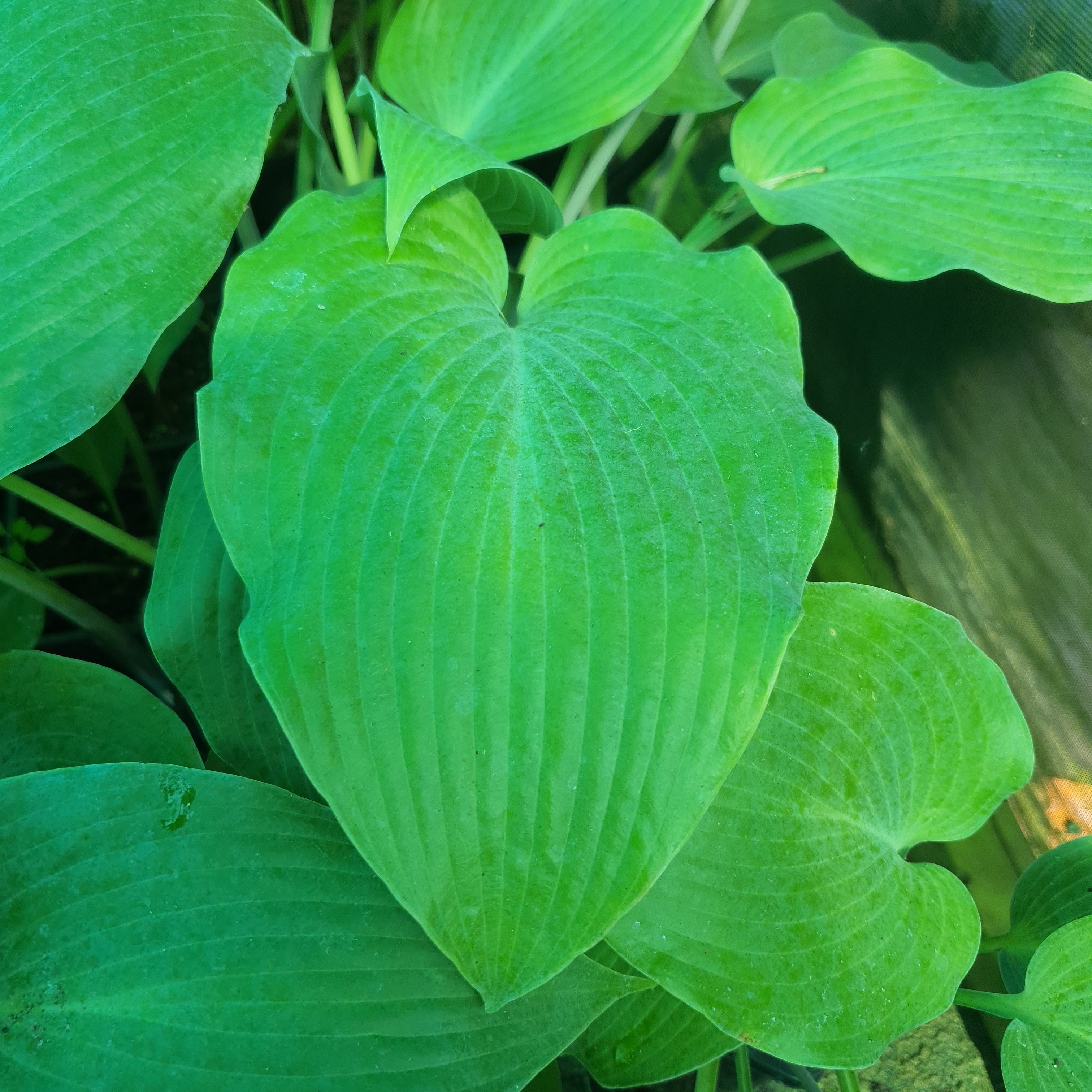 Hosta 'Devon Blue' - New Forest Hostas & Hemerocallis