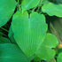 Hosta 'Devon Blue' - New Forest Hostas & Hemerocallis