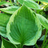 Hosta 'Independance' - New Forest Hostas & Hemerocallis