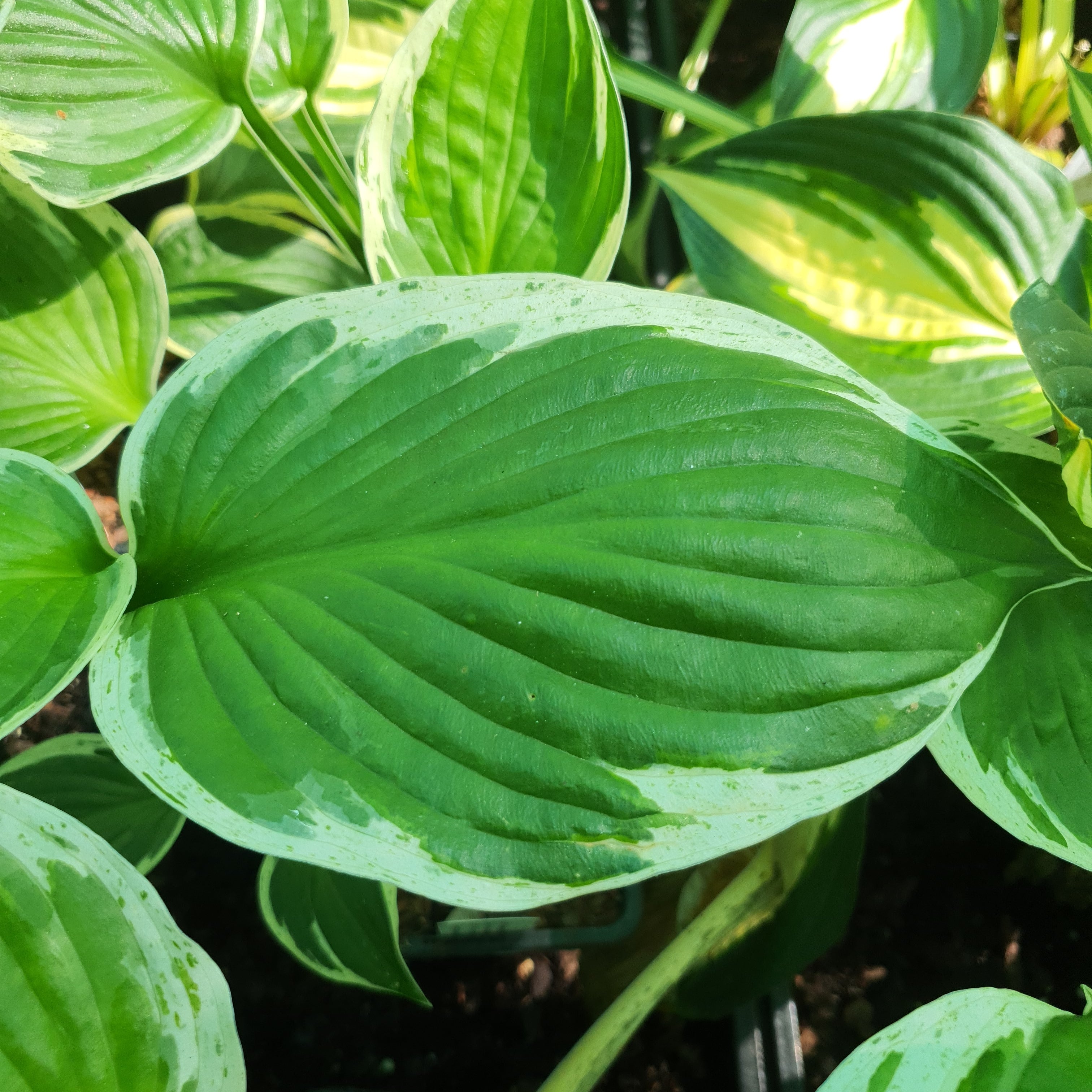Hosta 'Independance' - New Forest Hostas & Hemerocallis