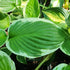 Hosta 'Independance' - New Forest Hostas & Hemerocallis