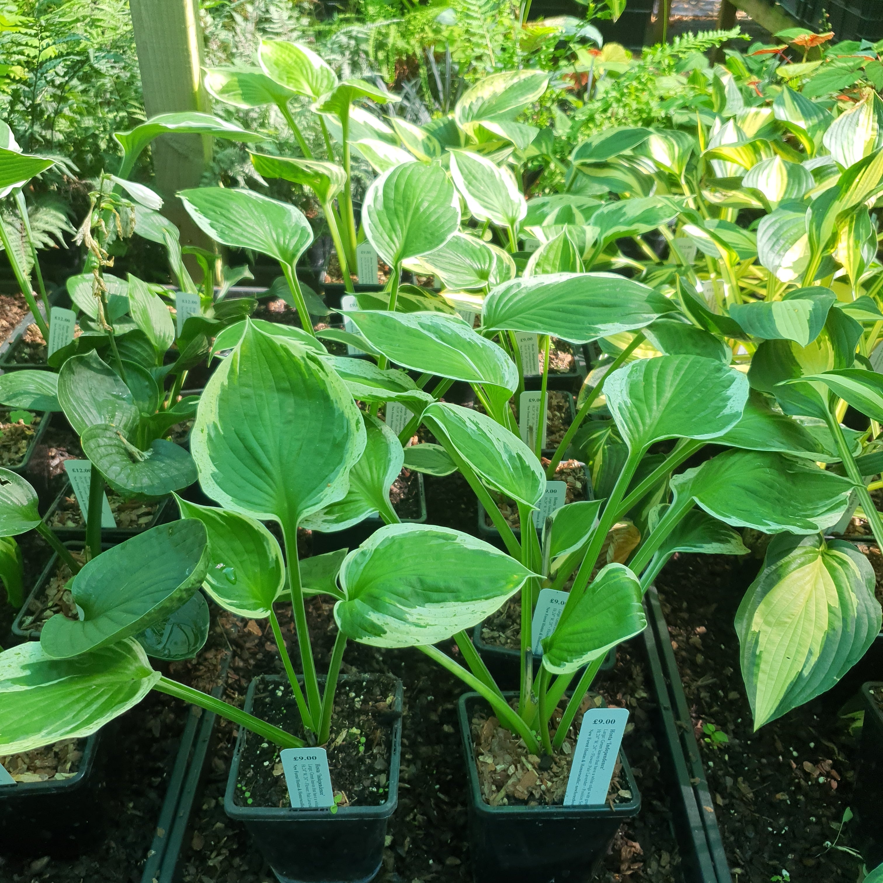 Hosta 'Independance' - New Forest Hostas & Hemerocallis