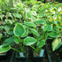 Hosta 'Independance' - New Forest Hostas & Hemerocallis