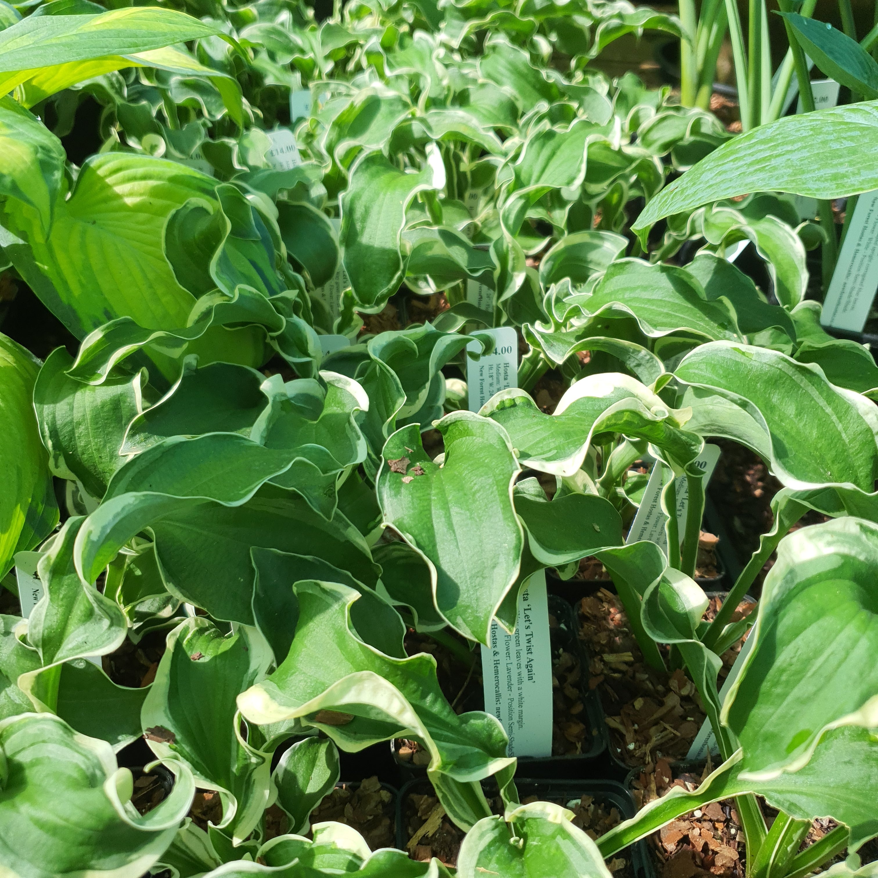 Hosta 'Let's Twist Again' - New Forest Hostas & Hemerocallis