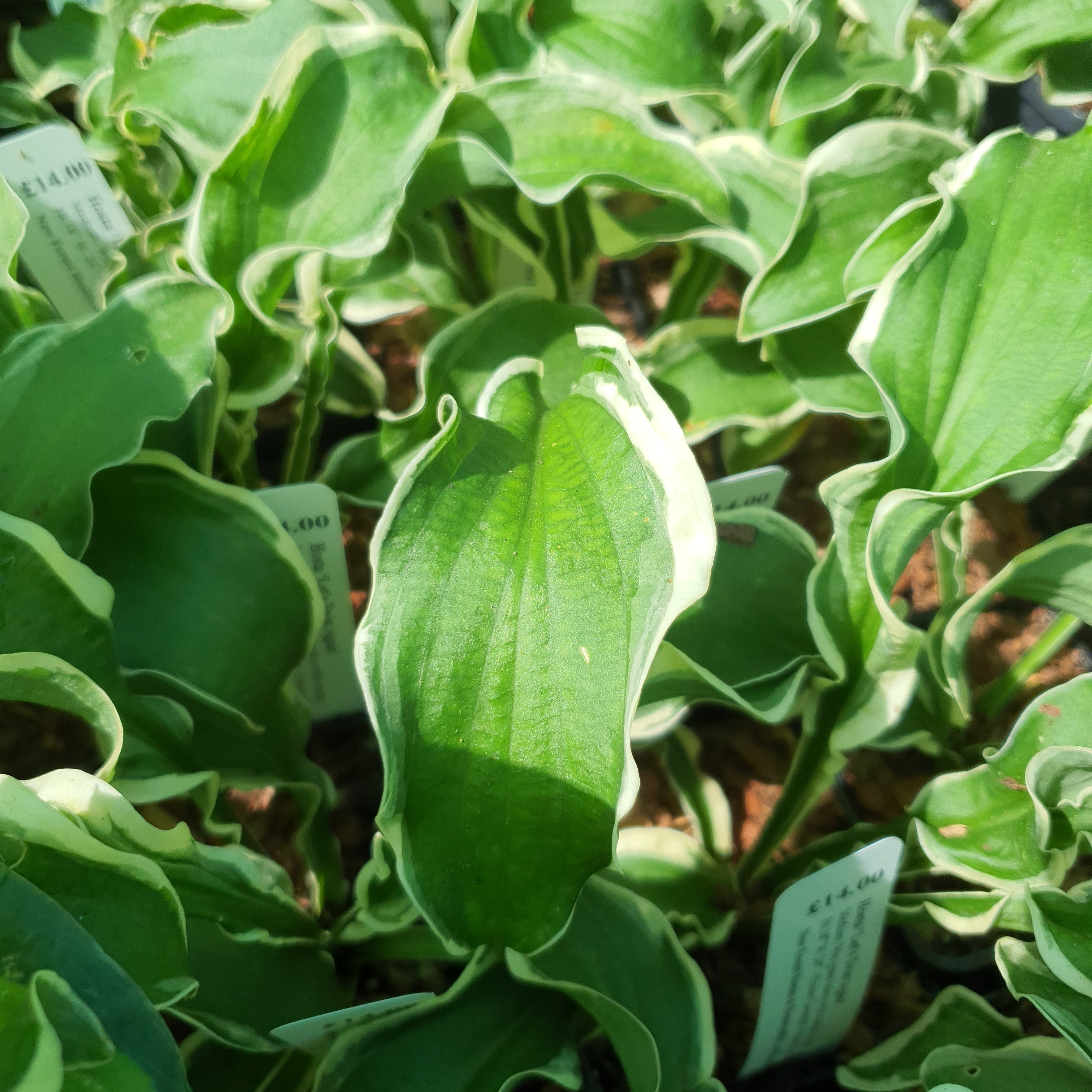 Hosta 'Let's Twist Again' - New Forest Hostas & Hemerocallis