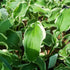 Hosta 'Let's Twist Again' - New Forest Hostas & Hemerocallis