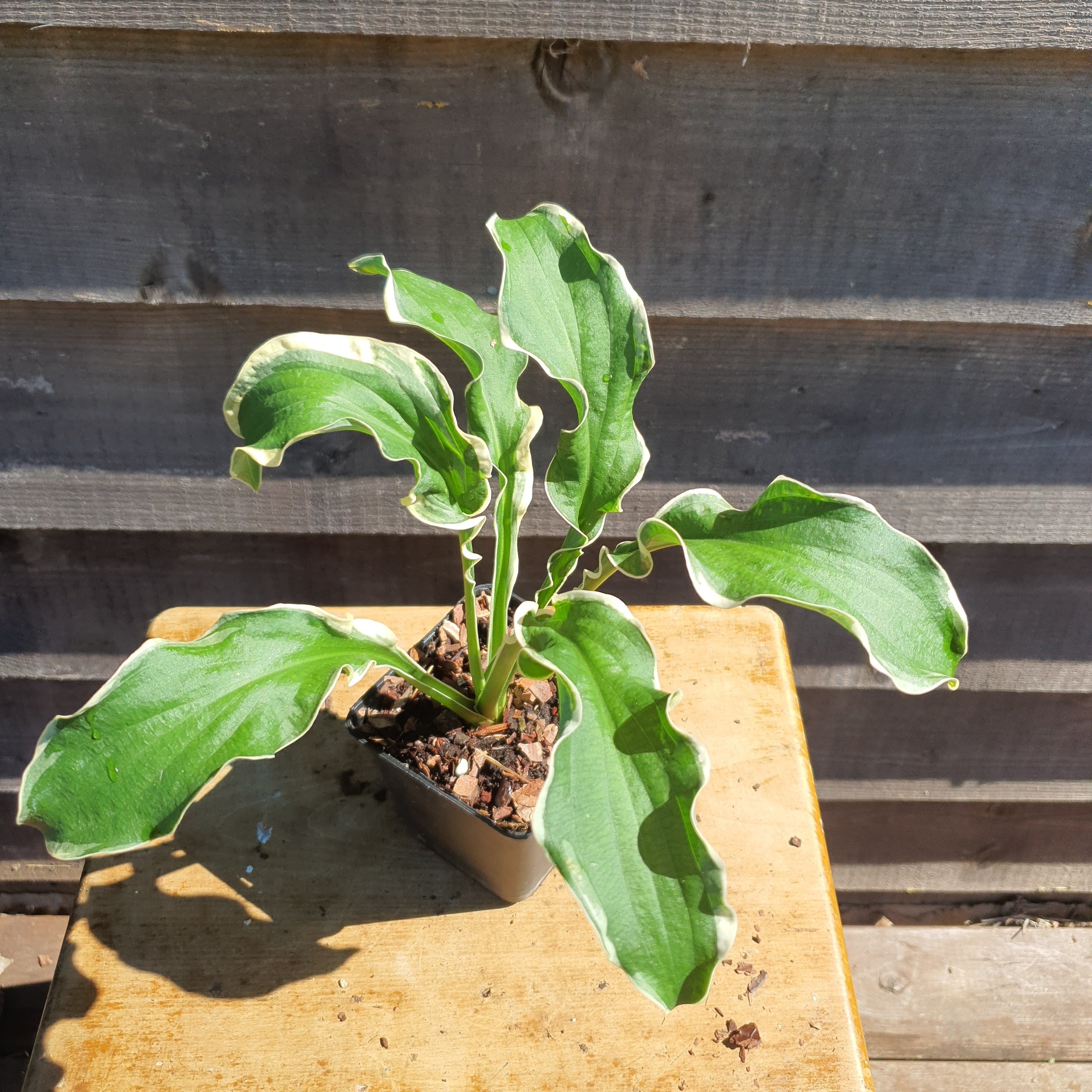Hosta 'Let's Twist Again' - New Forest Hostas & Hemerocallis