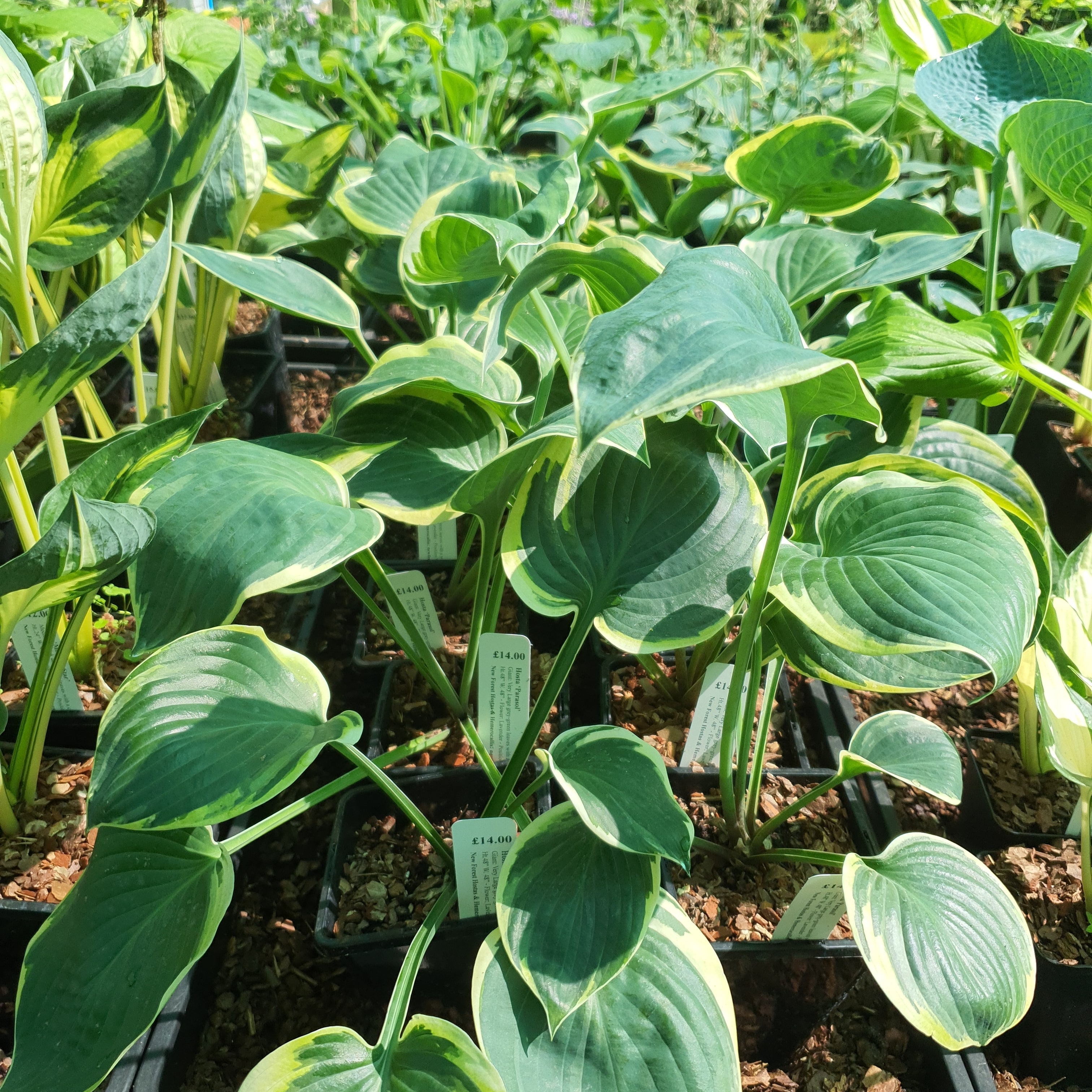 Hosta 'Parasol' - New Forest Hostas & Hemerocallis