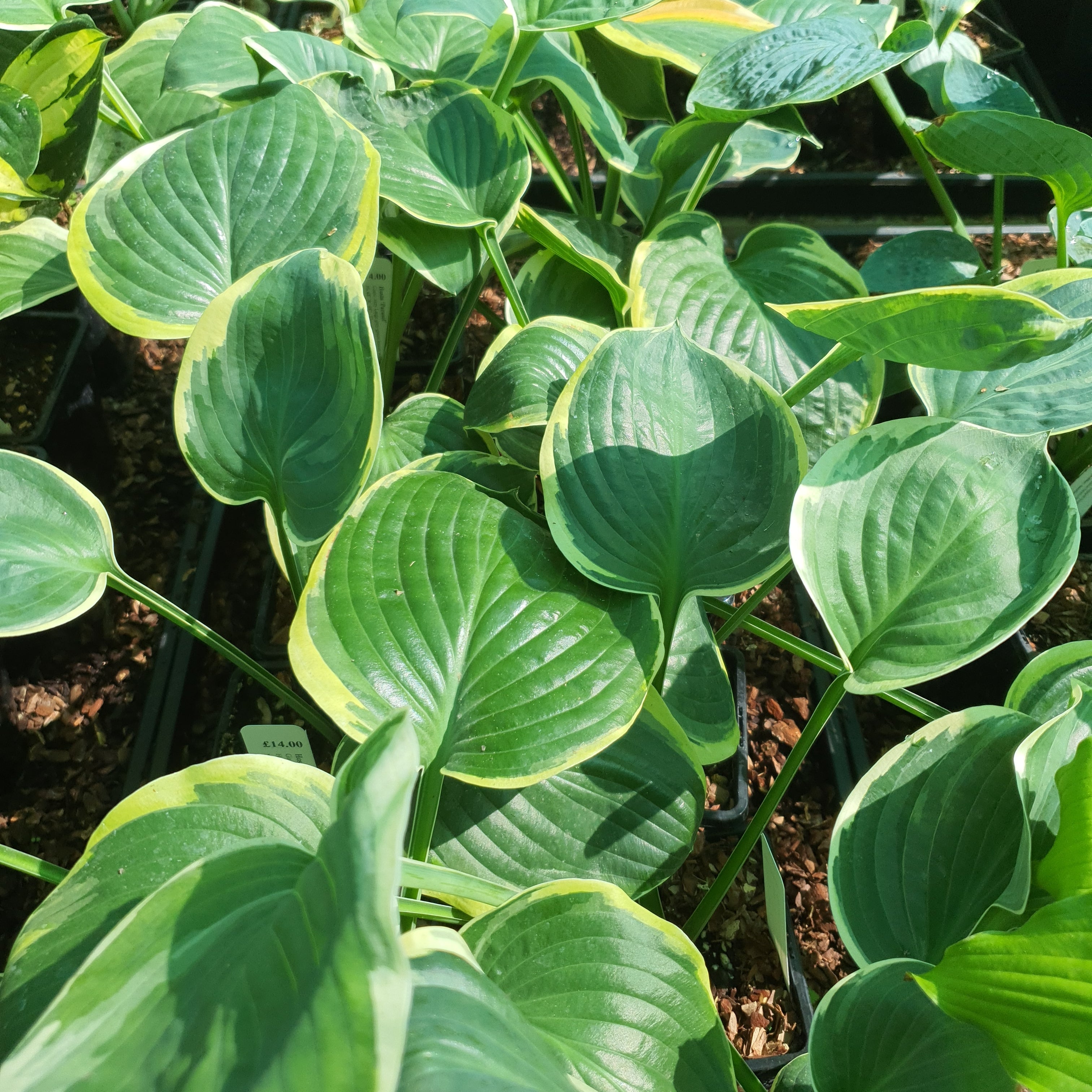 Hosta 'Parasol' - New Forest Hostas & Hemerocallis