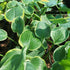 Hosta 'Parasol' - New Forest Hostas & Hemerocallis