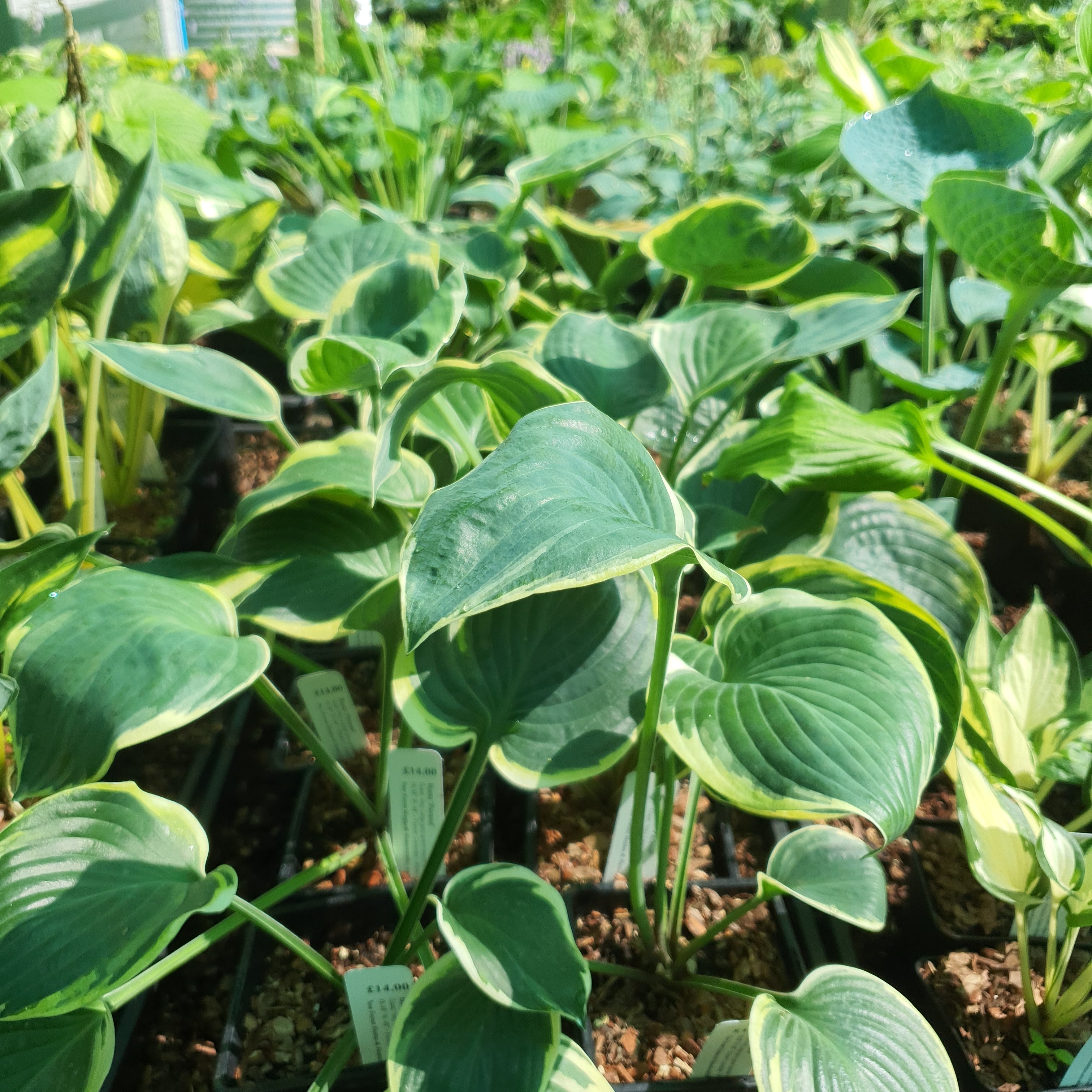 Hosta 'Parasol' - New Forest Hostas & Hemerocallis