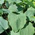 Hosta 'Diamond Lake' - New Forest Hostas & Hemerocallis
