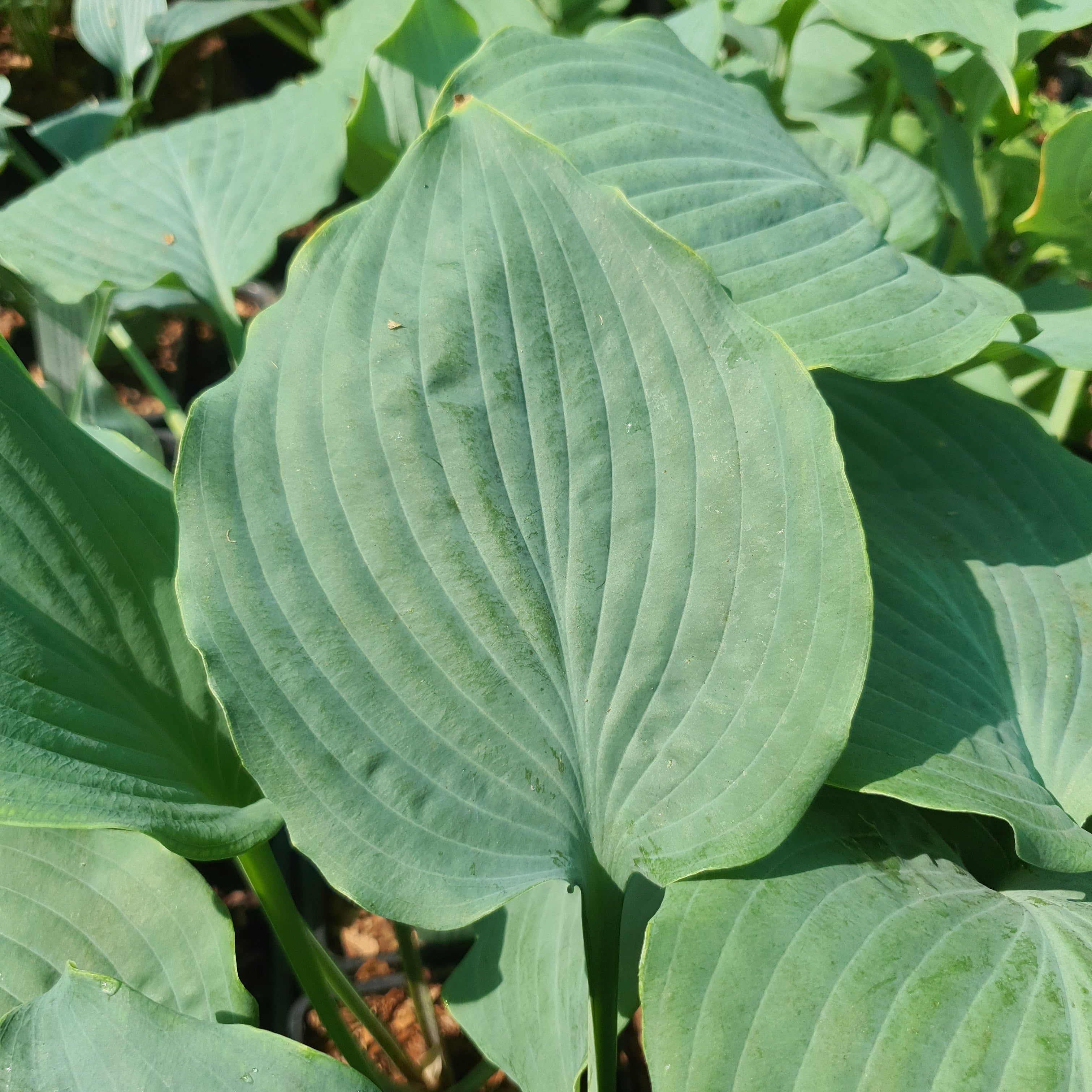 Hosta 'Diamond Lake' - New Forest Hostas & Hemerocallis