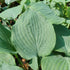 Hosta 'Diamond Lake' - New Forest Hostas & Hemerocallis
