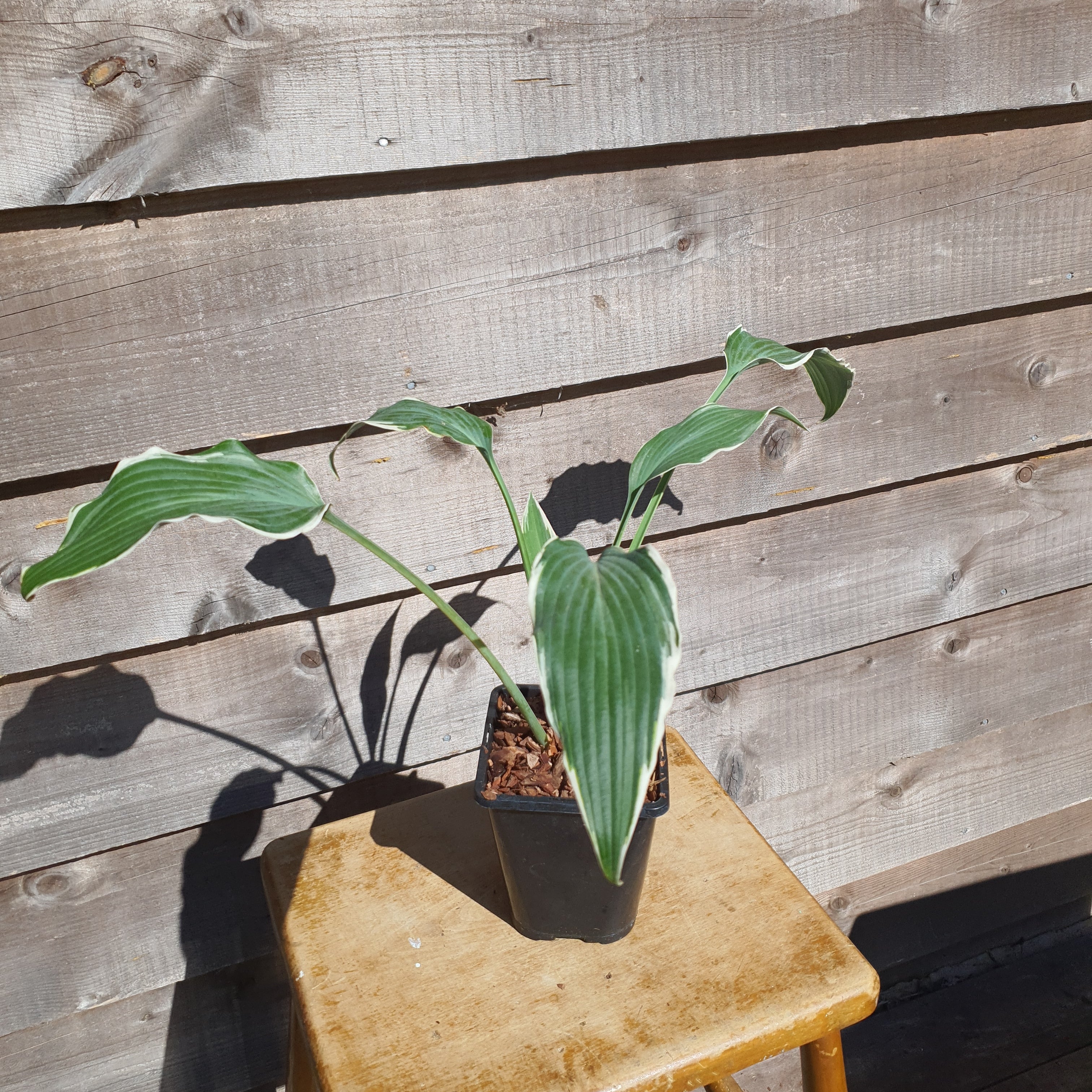 Hosta 'Venetian Skies' - New Forest Hostas & Hemerocallis
