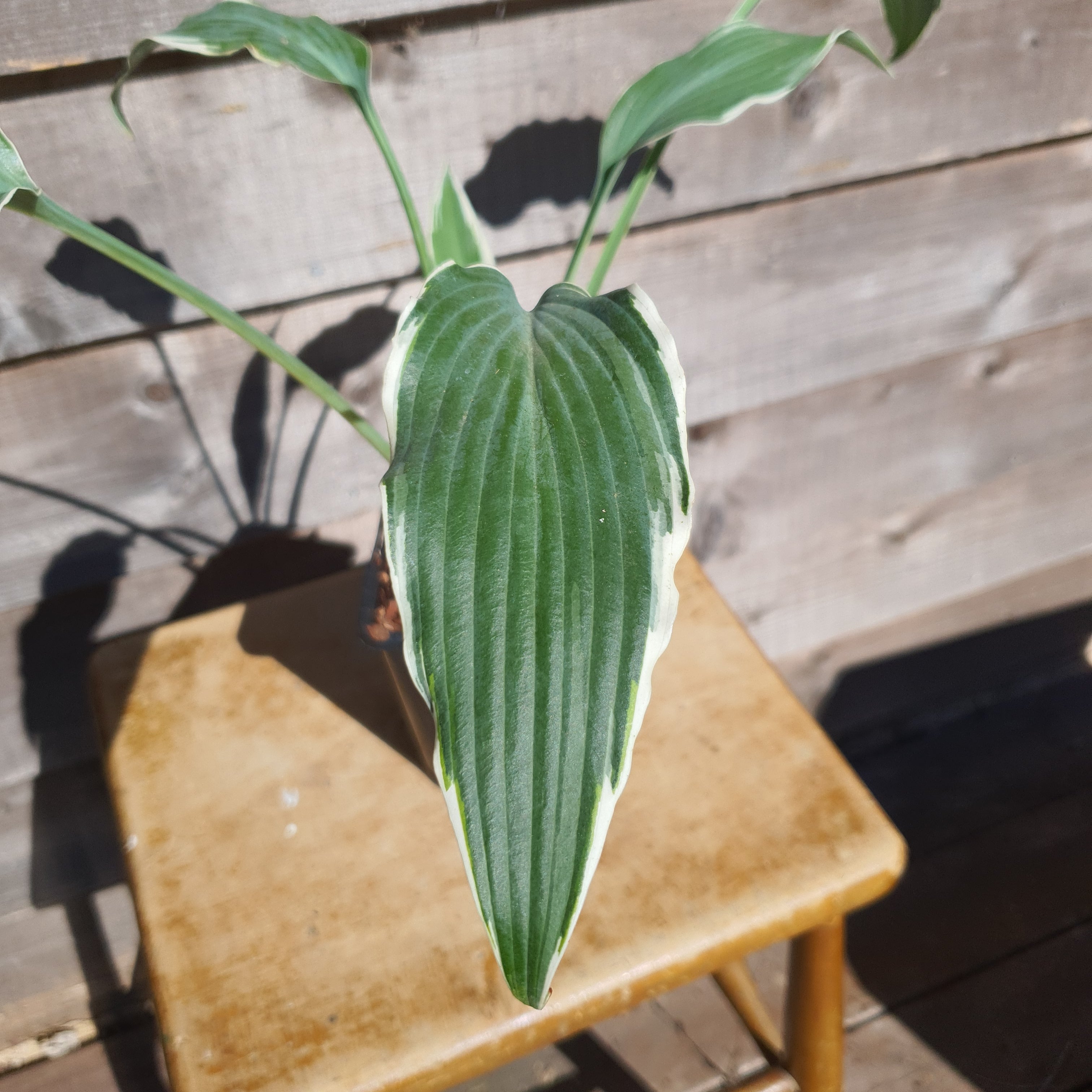 Hosta 'Venetian Skies' - New Forest Hostas & Hemerocallis