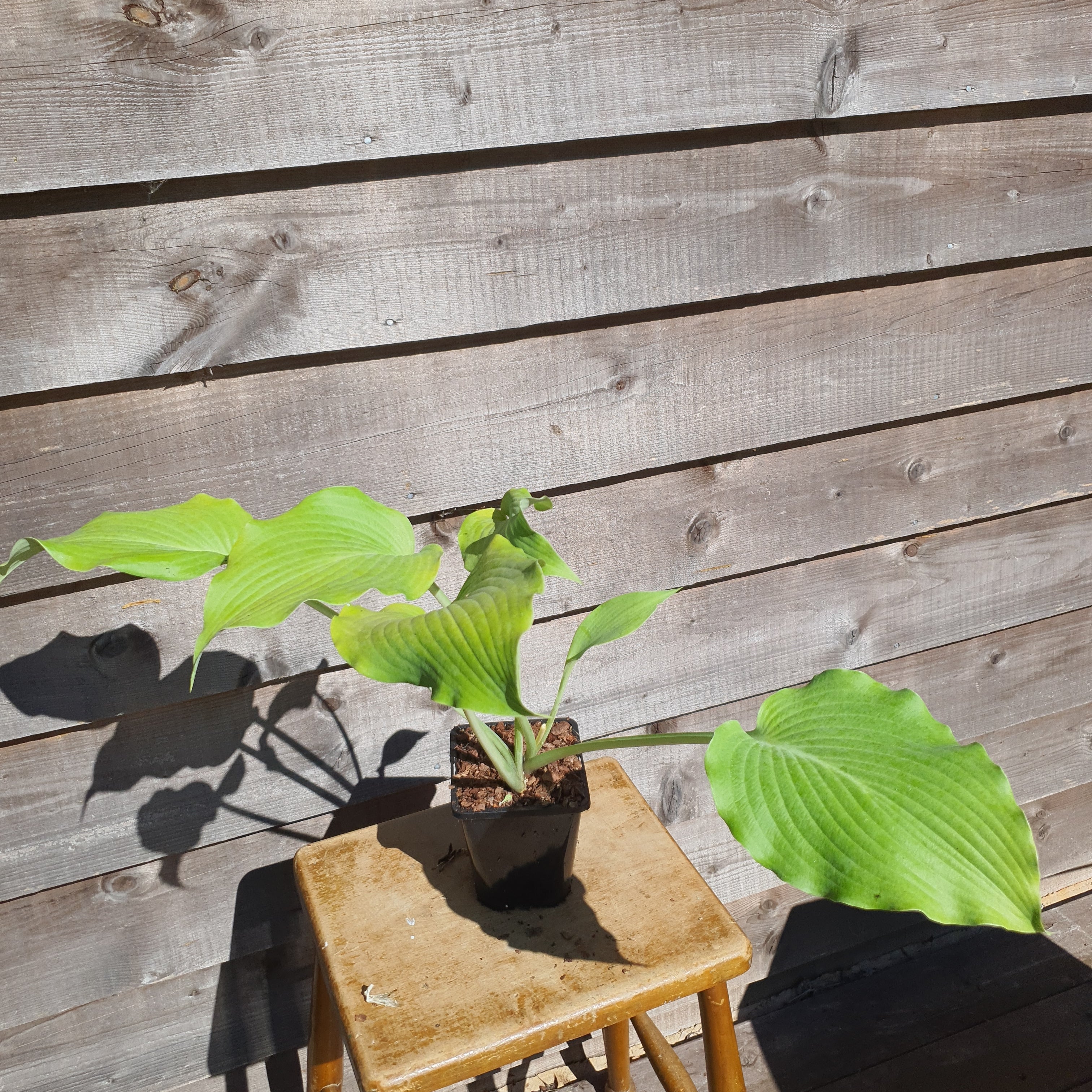 Hosta 'Flemish Gold' - New Forest Hostas & Hemerocallis