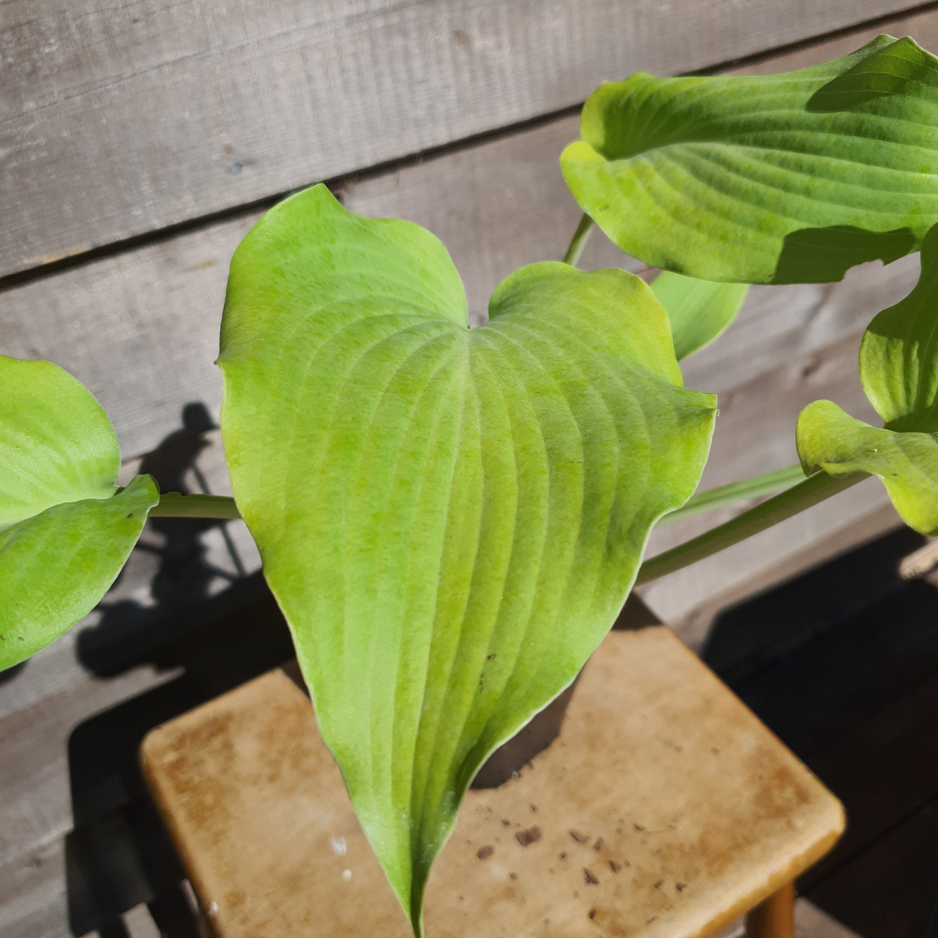 Hosta 'Flemish Gold' - New Forest Hostas & Hemerocallis