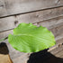 Hosta 'Flemish Gold' - New Forest Hostas & Hemerocallis