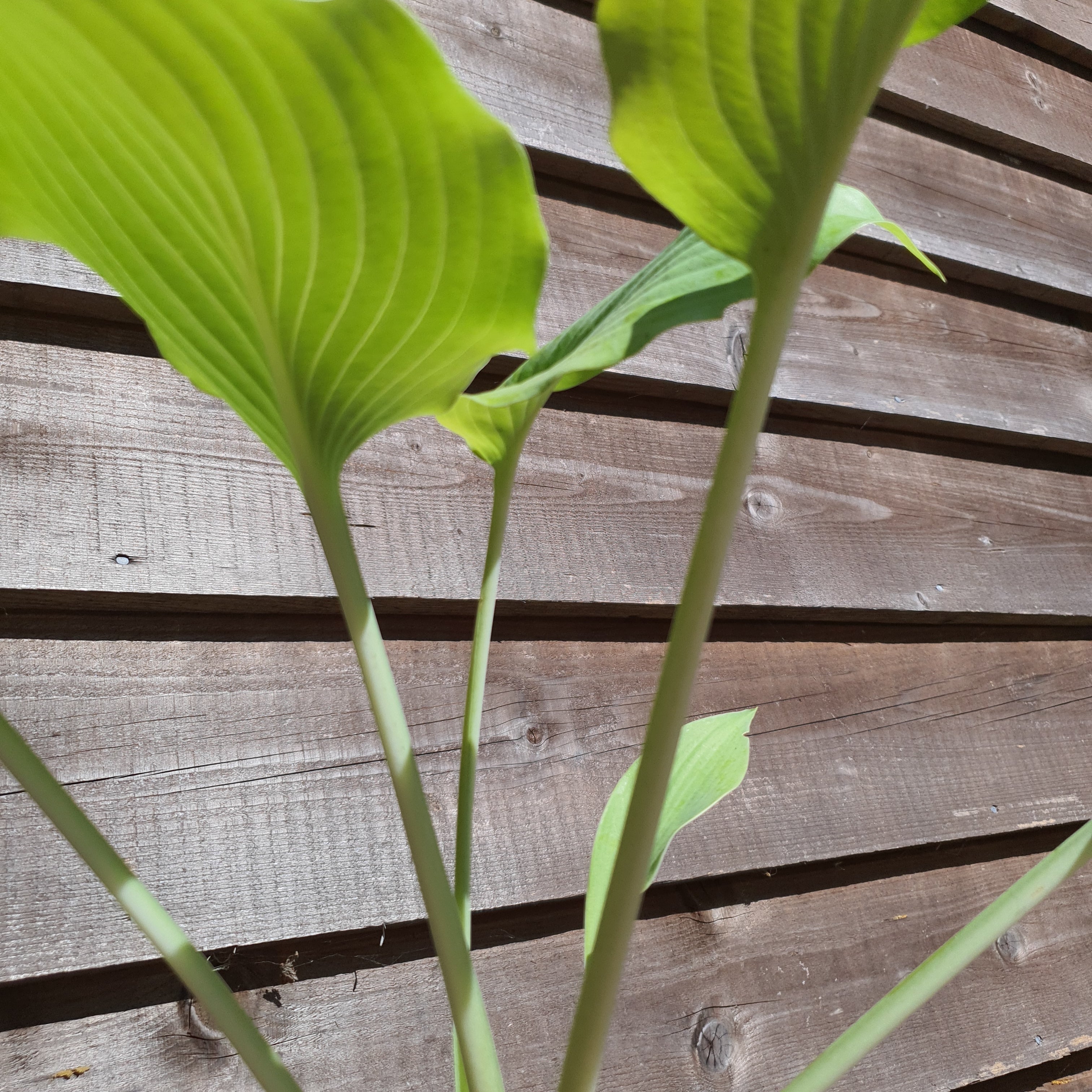 Hosta 'Flemish Gold' - New Forest Hostas & Hemerocallis