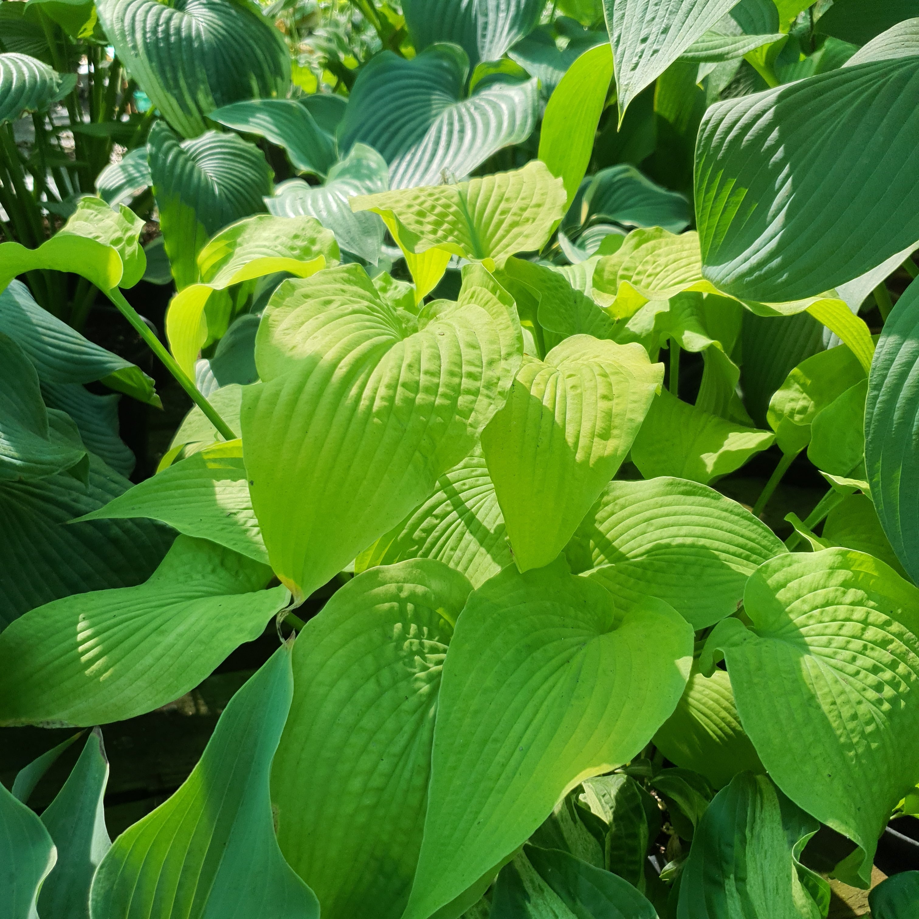 Hosta 'Flemish Gold' - New Forest Hostas & Hemerocallis