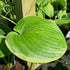 Hosta 'His Honour' - New Forest Hostas & Hemerocallis