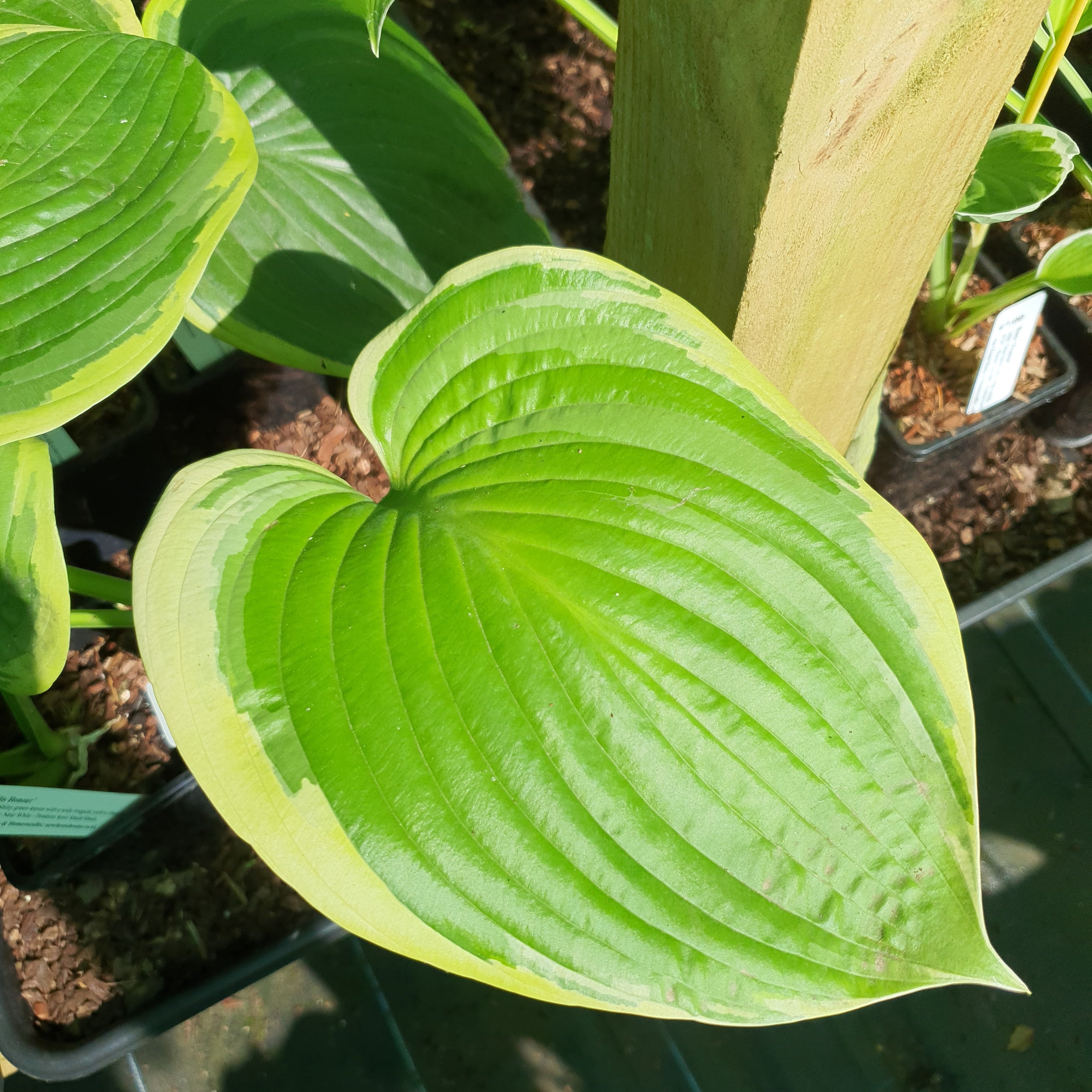 Hosta 'His Honour' - New Forest Hostas & Hemerocallis