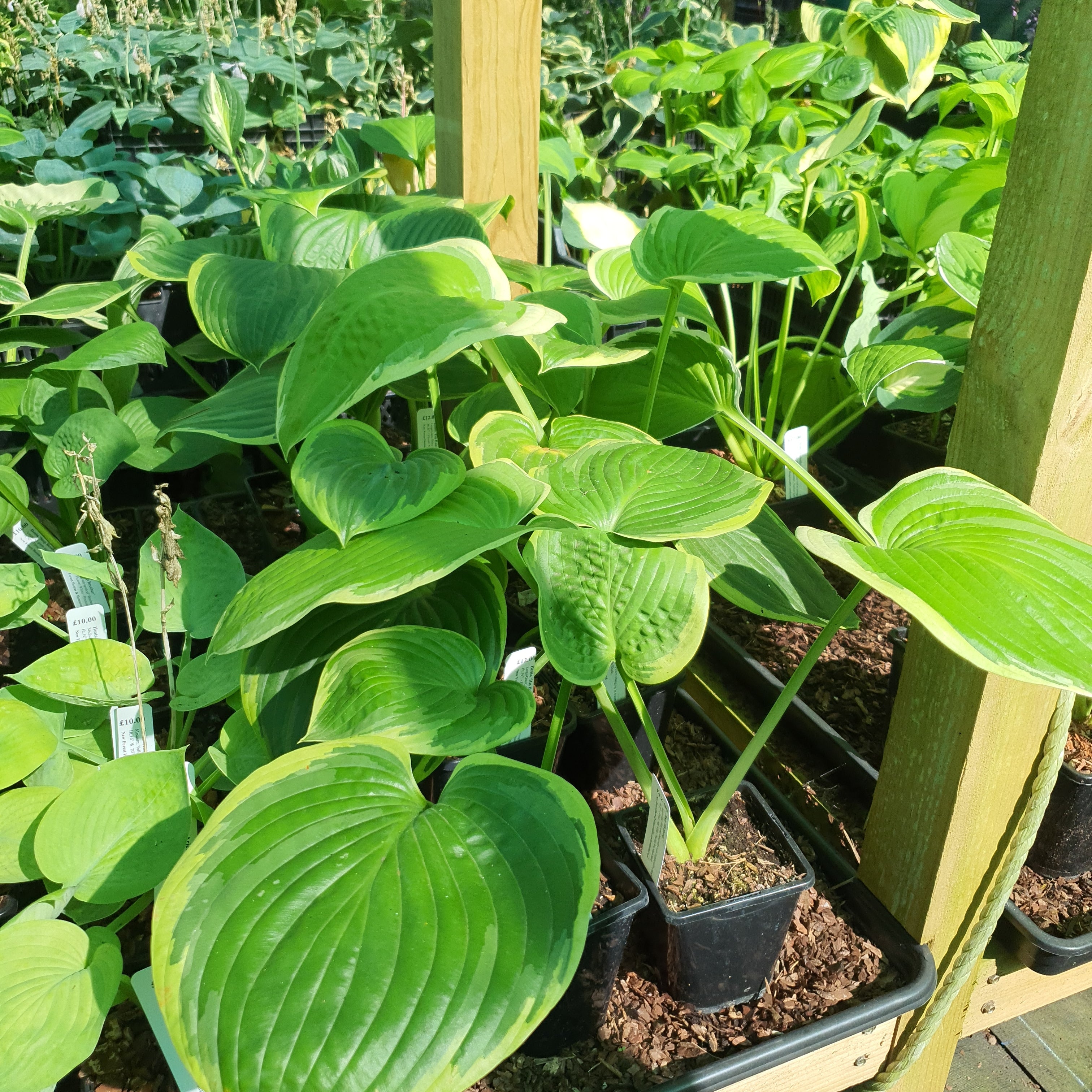 Hosta 'His Honour' - New Forest Hostas & Hemerocallis