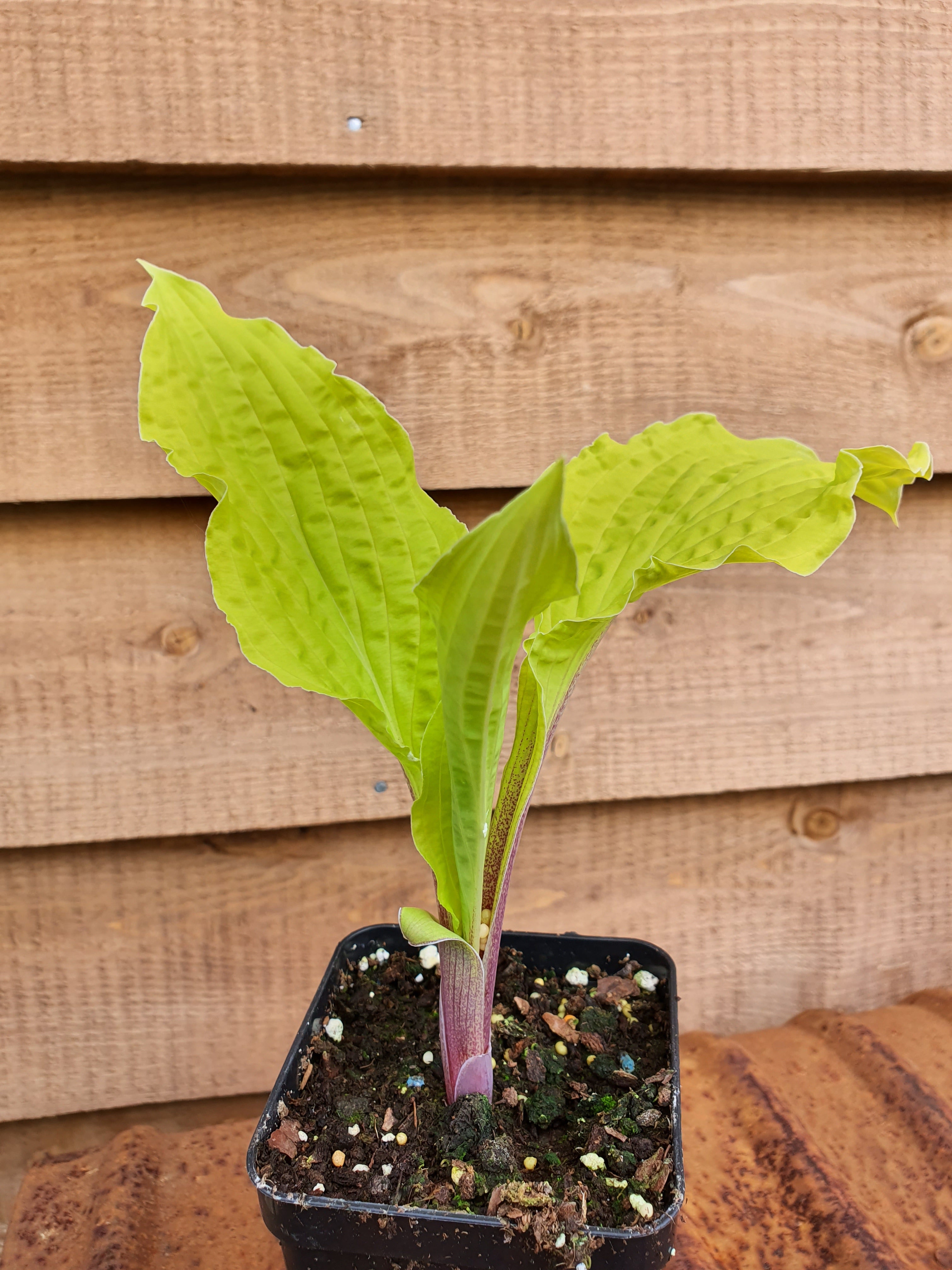 Hosta 'Lipstick Blonde' - New Forest Hostas & Hemerocallis