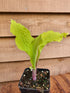 Hosta 'Lipstick Blonde' - New Forest Hostas & Hemerocallis