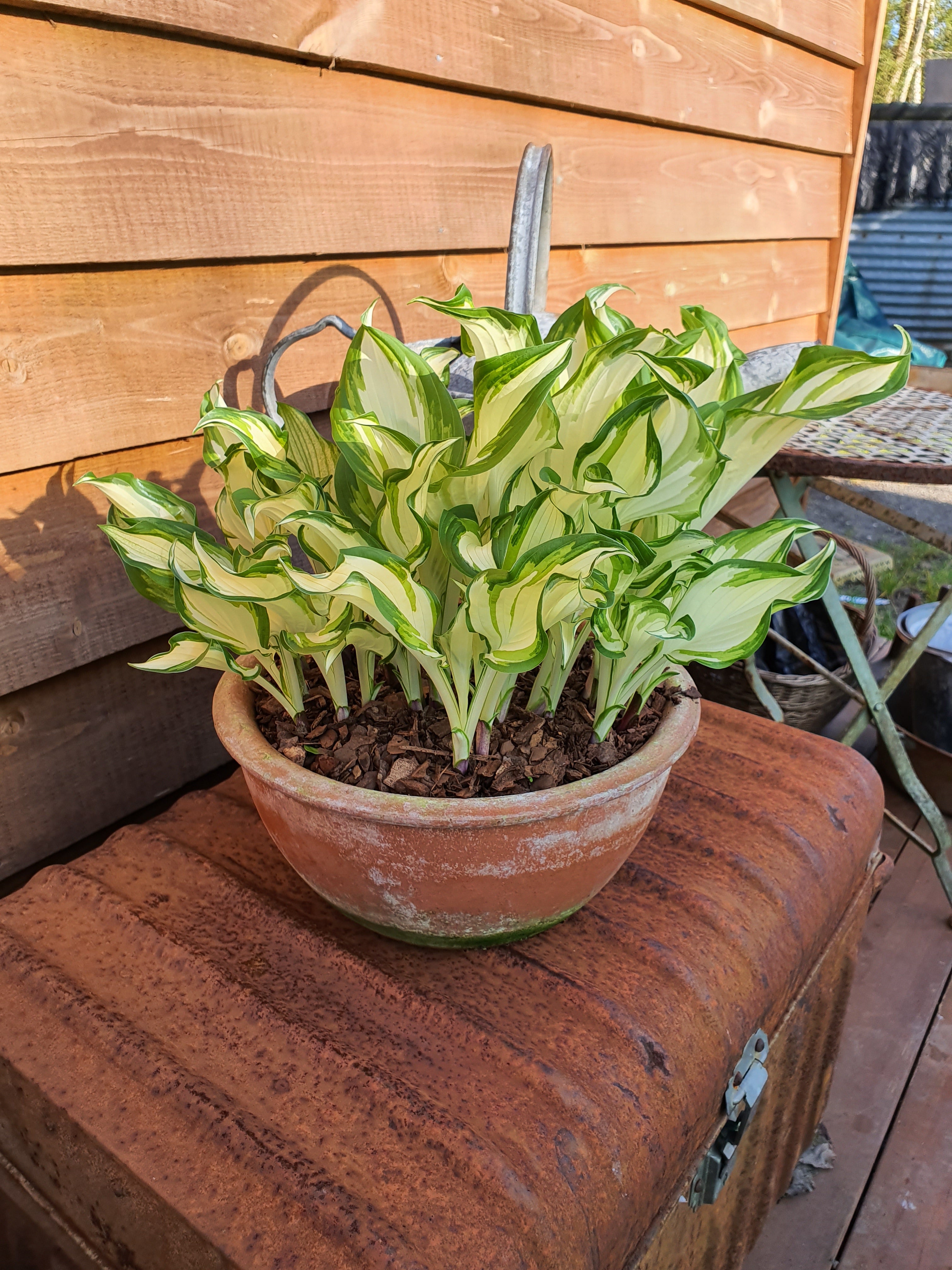 Hosta 'Kiwi Spearmint' - New Forest Hostas & Hemerocallis