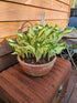 Hosta 'Kiwi Spearmint' - New Forest Hostas & Hemerocallis