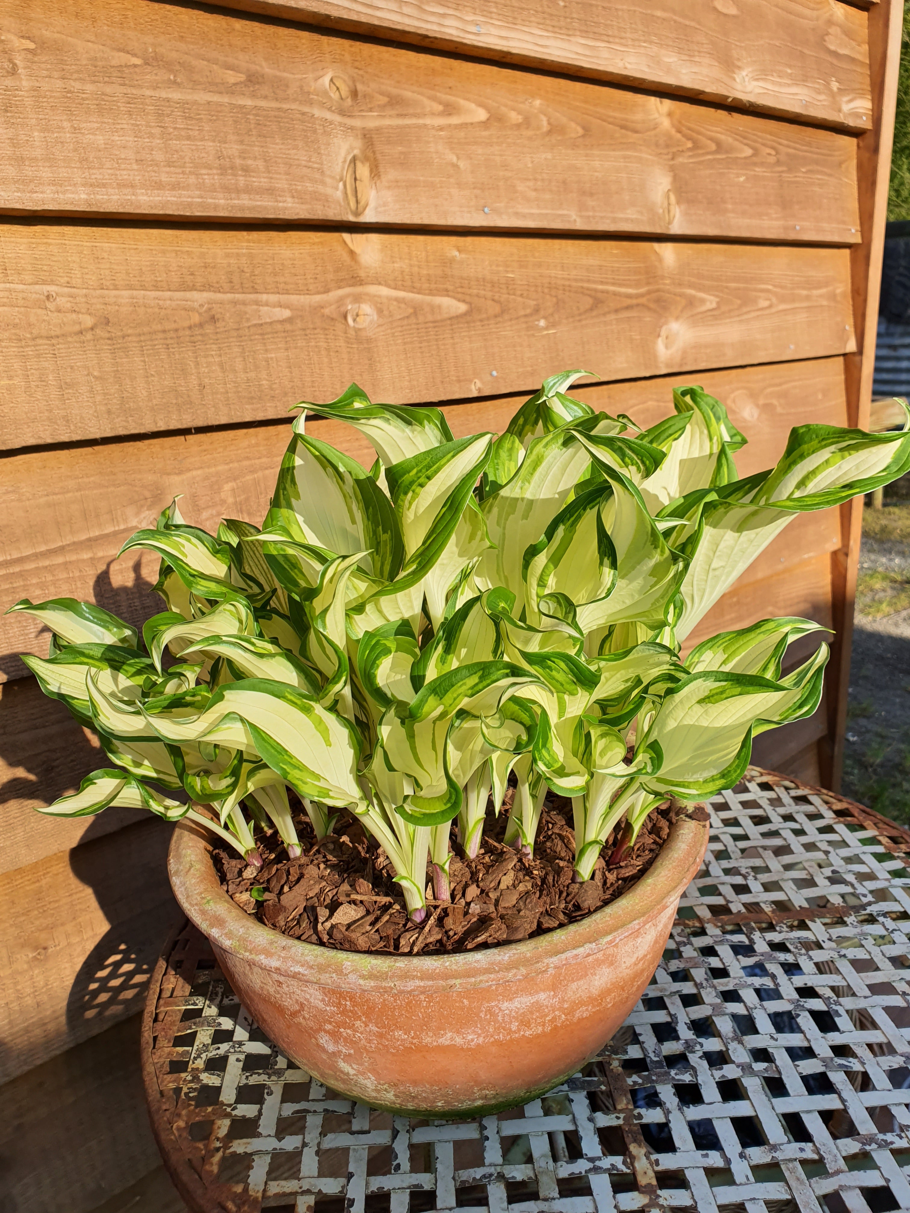 Hosta 'Kiwi Spearmint' - New Forest Hostas & Hemerocallis