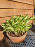 Hosta 'Kiwi Spearmint' - New Forest Hostas & Hemerocallis