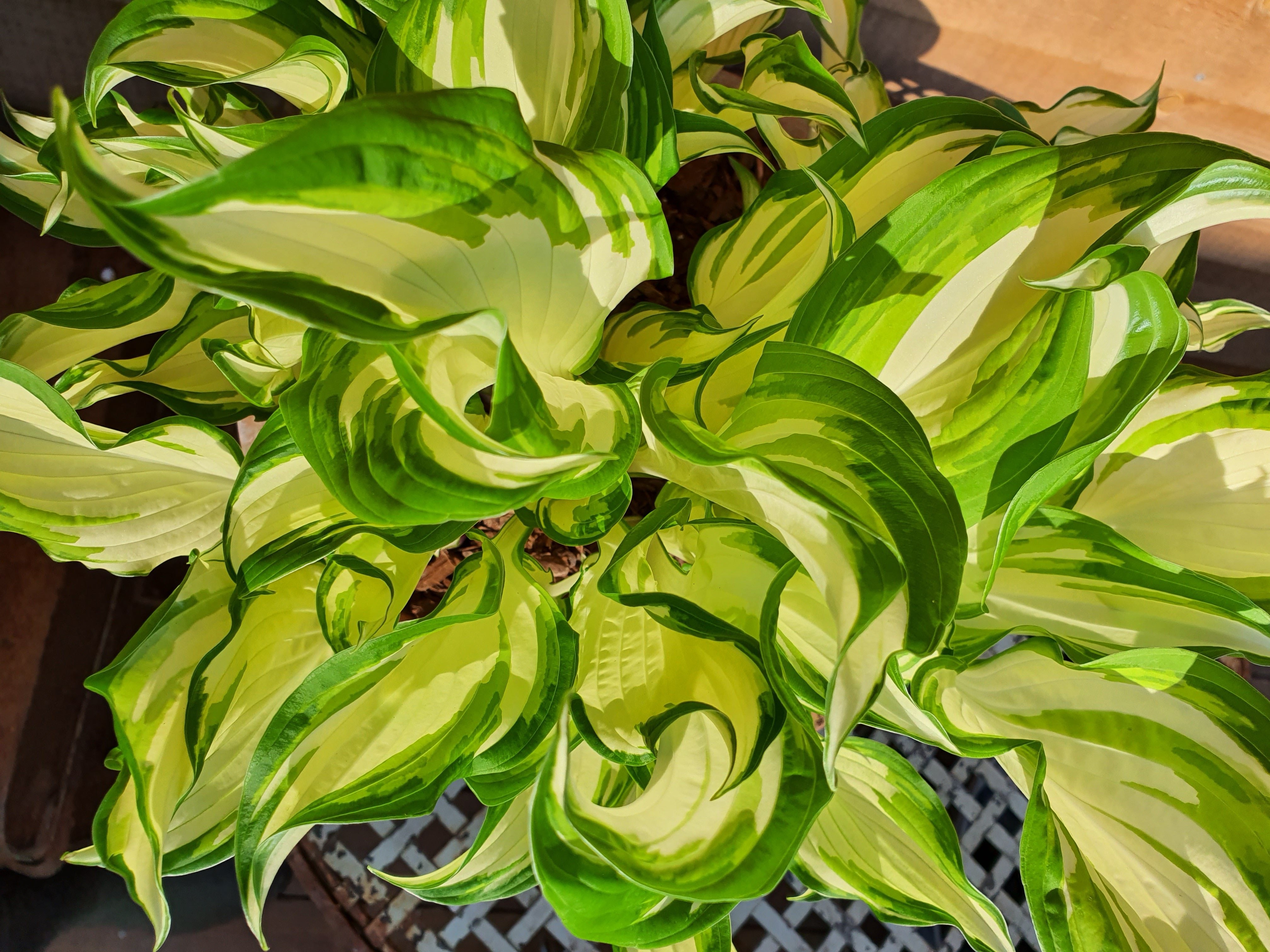 Hosta 'Kiwi Spearmint' - New Forest Hostas & Hemerocallis