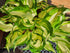Hosta 'Kiwi Spearmint' - New Forest Hostas & Hemerocallis
