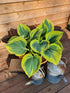 Hosta 'Liberty' - Large Specimen - New Forest Hostas & Hemerocallis