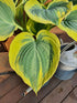 Hosta 'Liberty' - Large Specimen - New Forest Hostas & Hemerocallis