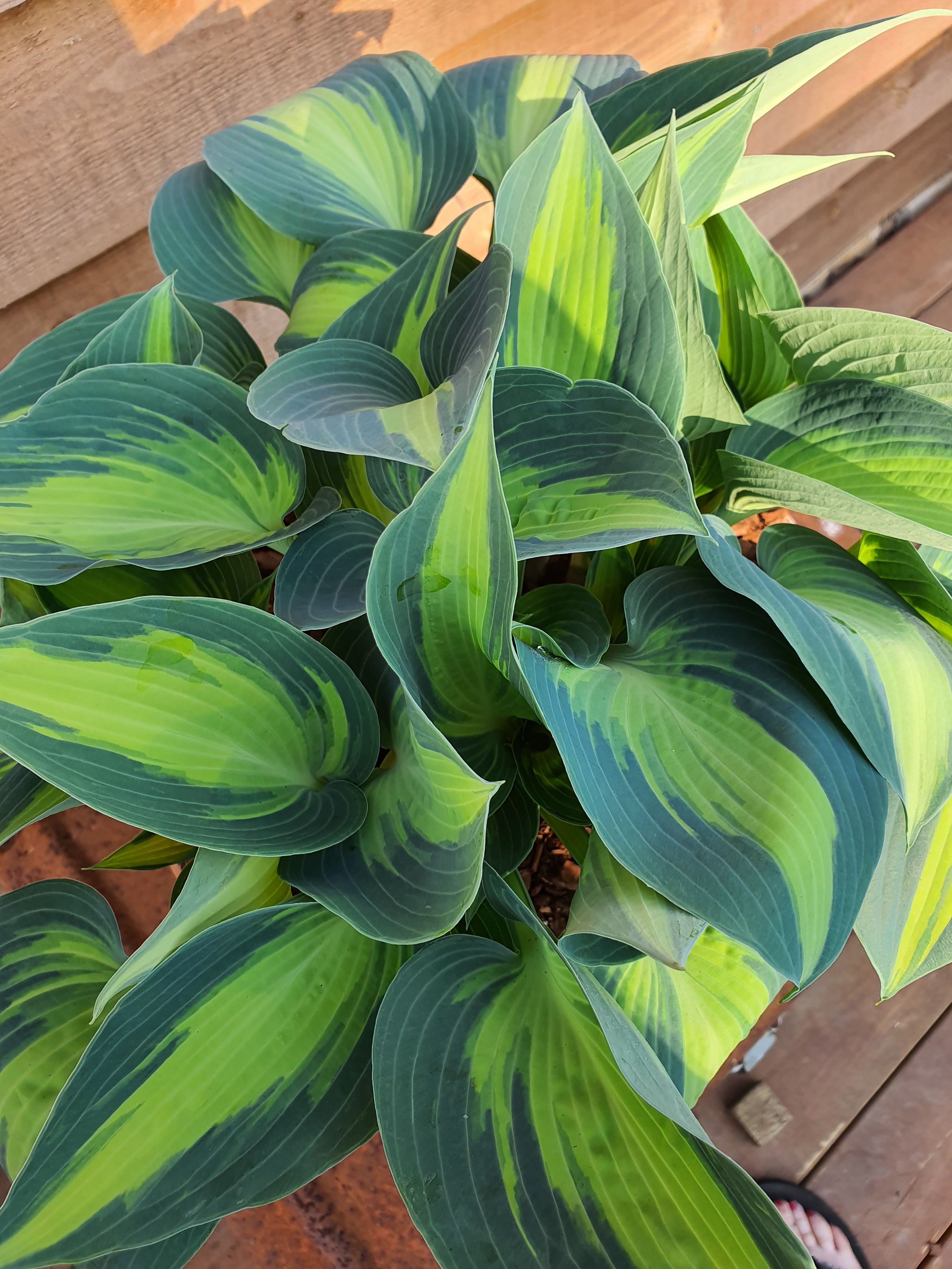 Hosta 'Dinner Jacket' - New Forest Hostas & Hemerocallis