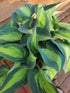 Hosta 'Dinner Jacket' - New Forest Hostas & Hemerocallis