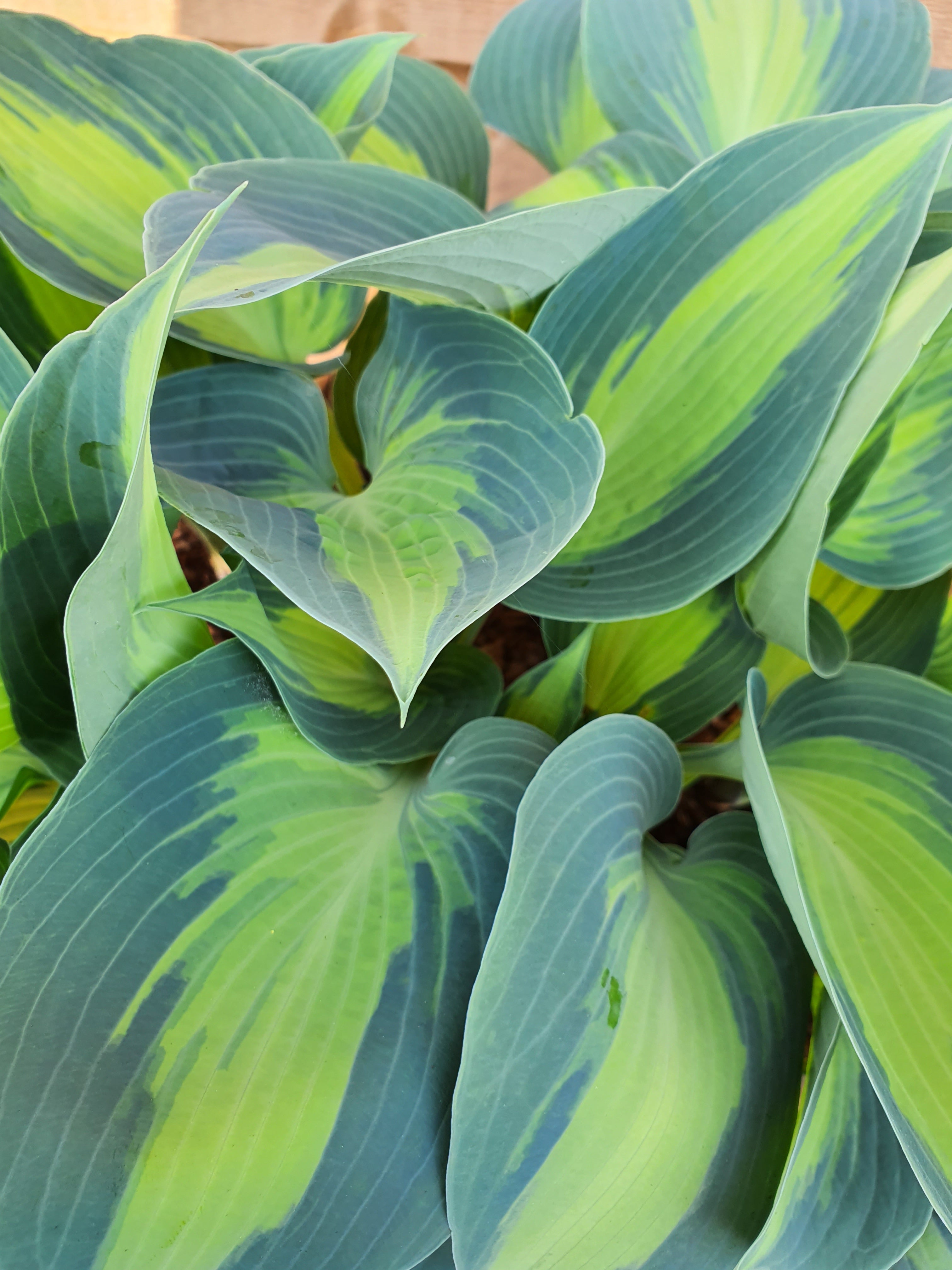 Hosta 'Dinner Jacket' - New Forest Hostas & Hemerocallis